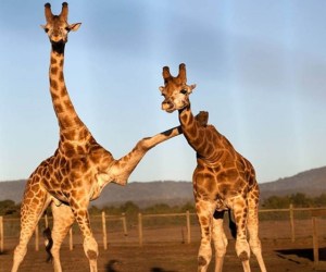 giraffes